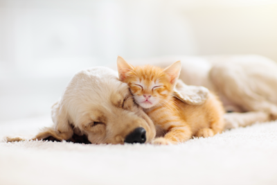puppy_kitty